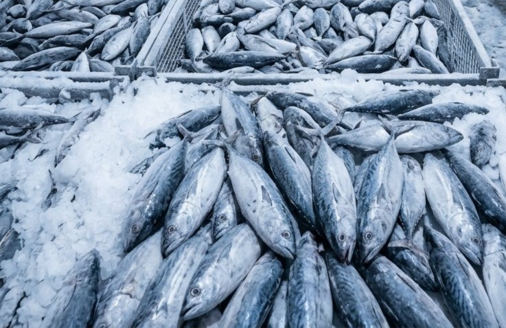 LOT DE 10 Kg DE POISSON THON BLANC