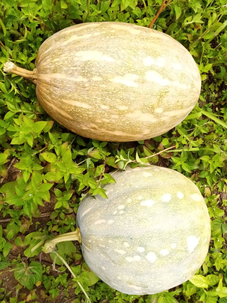 Courge musquée