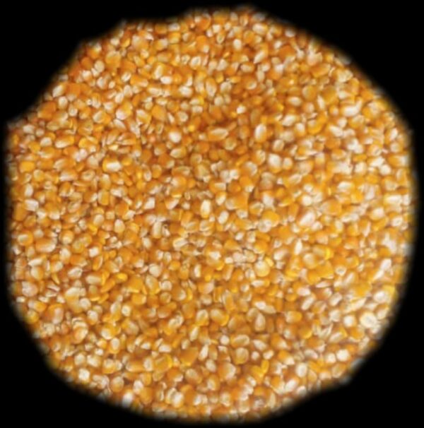 Grain de maïs Jaune (tonne)