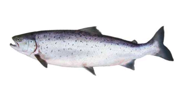 SAUMON Kg
