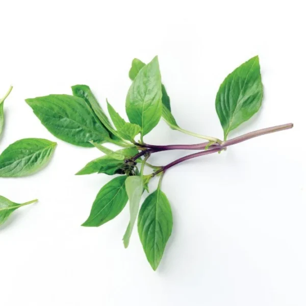 Feuille de basilic (botte)
