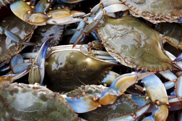 Crabe femelle (tas de 5 crabes)