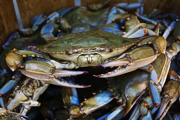 Crabe