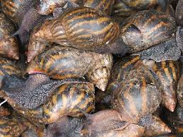 Escargot rouge