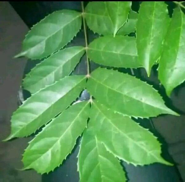 Feuille d'hysope (botte)