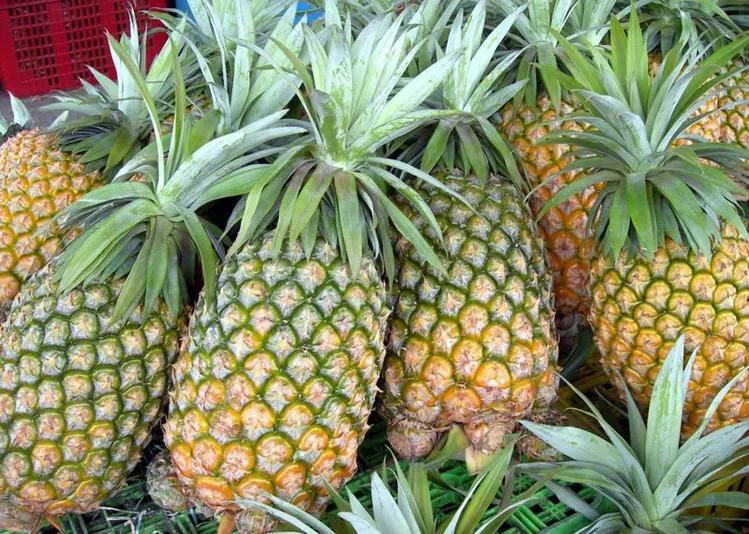 Ananas dor MD2 Ahahac Fruit L gumes sains Transform s Haute qualit Vente en gros