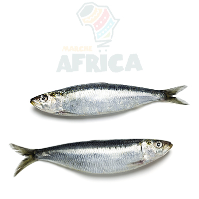 sardine