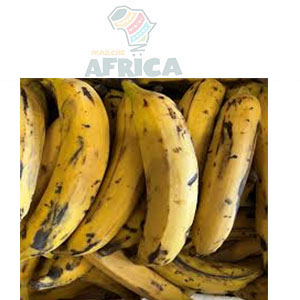 BANANE PLANTAIN MURE 10 PIECES