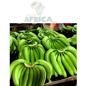 BANANE PLANTAIN VERTE 1Kg
