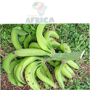 BANANE PLANTAIN VERTE REGIME