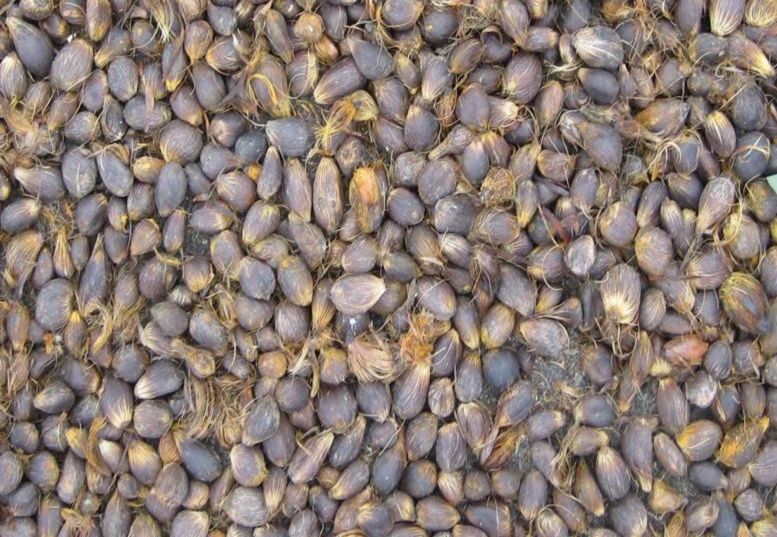 GRAIN DE PALMISTE SEC