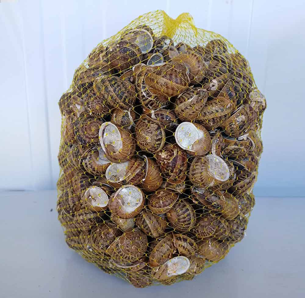 caracoles vivos malla 5kg