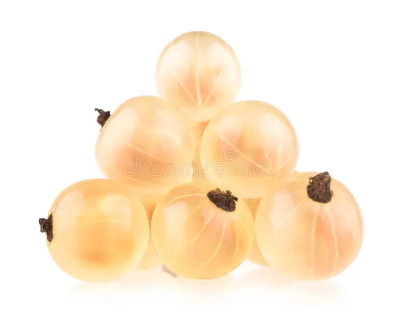 groseille blanche 35712011