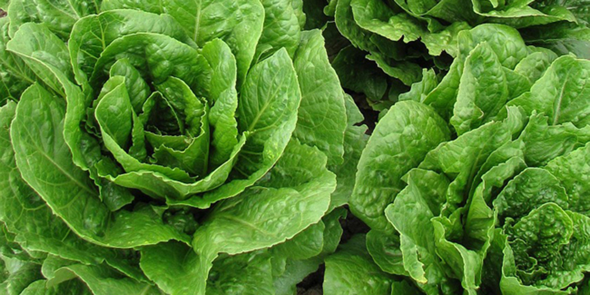 romaine 104853