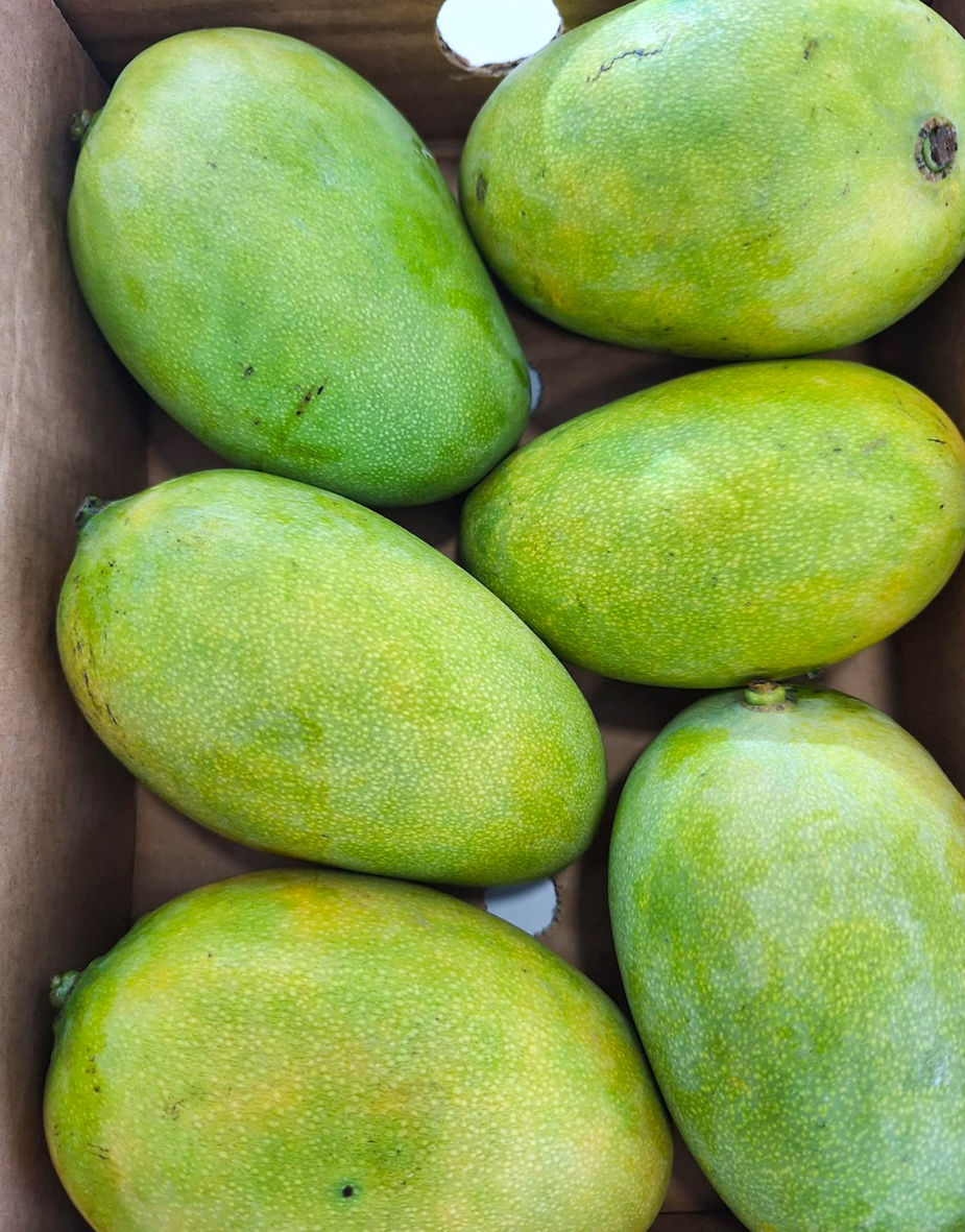 Mangue Camerounaise